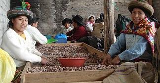 Cocoa from Peru, organic and fair